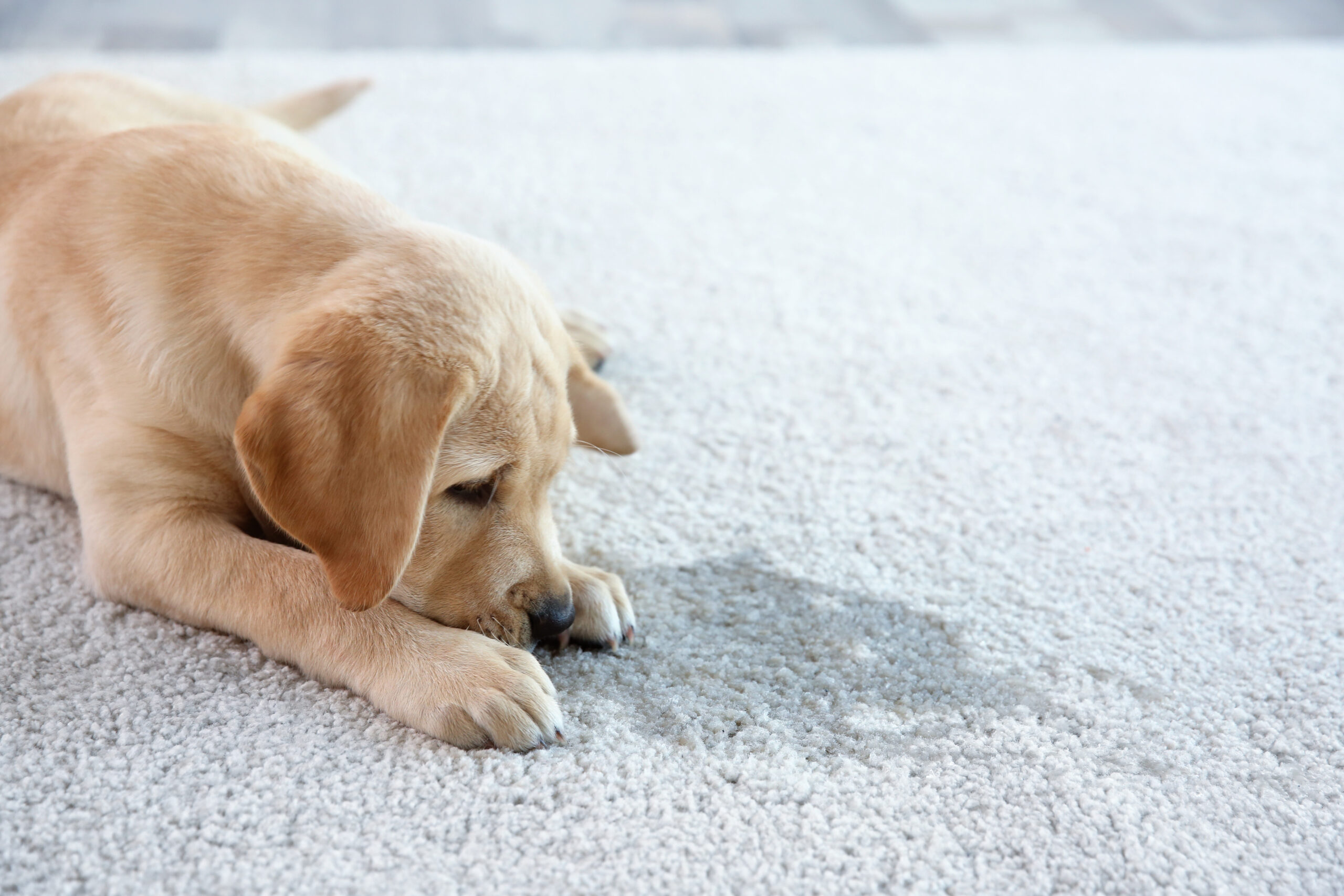 dog lying on carpet